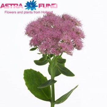 Sedum spectabile Foto
