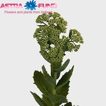 Sedum spectabile (groen) Foto