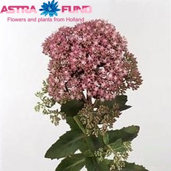 Sedum spectabile 'Carl' Foto