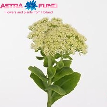 Sedum spectabile 'Iceberg' Foto