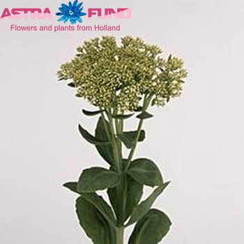 Sedum 'Stardust' Foto