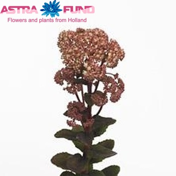 Sedum 'Sunrise' Foto