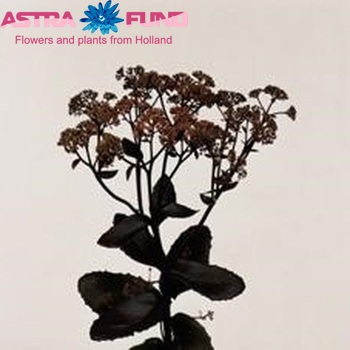Sedum telephium 'Atropurpureum' Foto