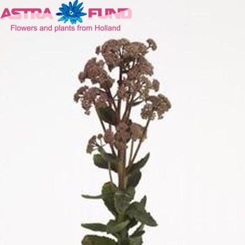 Sedum telephium 'Munstead Dark Red' Foto
