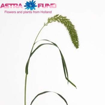 Setaria italica photo
