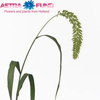 Setaria italica 'Big Mama' photo