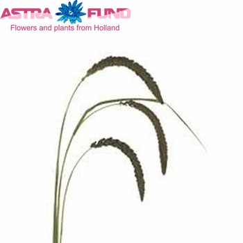 Setaria italica 'Brown Sugar' photo