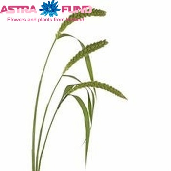 Setaria italica 'Green Delight' photo