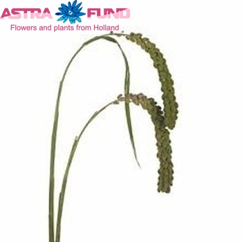 Setaria italica 'Green Pearl' photo