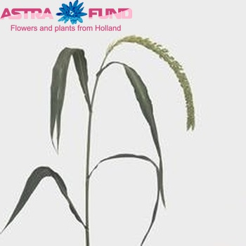 Setaria italica 'Green Snake' photo