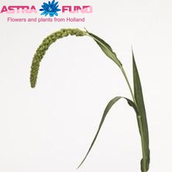 Setaria italica 'Green Summit' photo