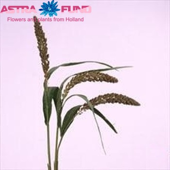 Setaria italica 'Highlander' photo