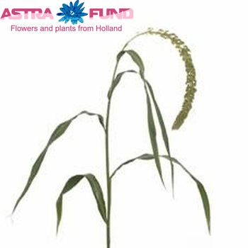 Setaria italica 'Lange Jan' photo