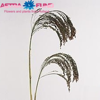 Setaria italica 'Lowlander' photo