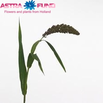Setaria italica 'Max' (decor) fotografie