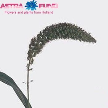 Setaria italica 'Red Jewel' fotografie