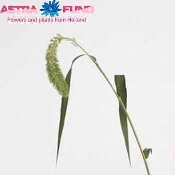 Setaria italica 'Sanneyara' fotografie