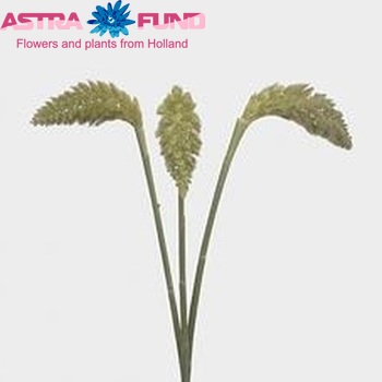 Setaria Italica 'Tomer' fotografie