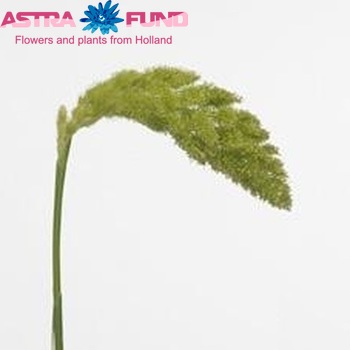 Setaria italica 'Trex' (decor) fotografie