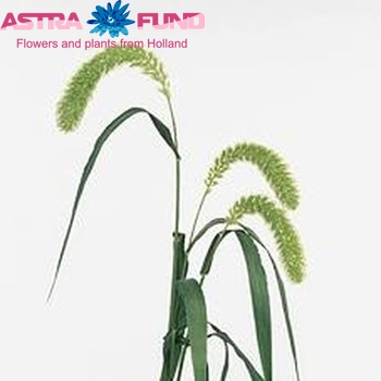 Setaria italica 'Volle Melk' fotografie