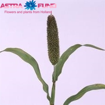 Setaria 'Zazou' fotografie