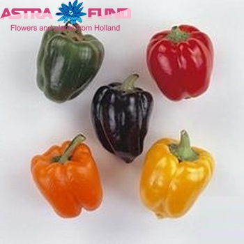 Capsicum annuum (los sierpeper) photo