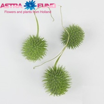 Cucumis hirsutus photo