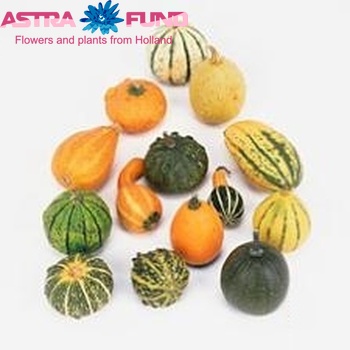 Cucurbita pepo photo