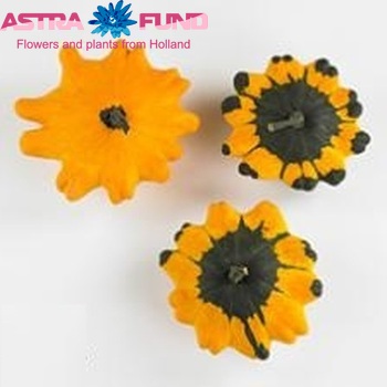 Cucurbita pepo 'Flying Saucer' photo