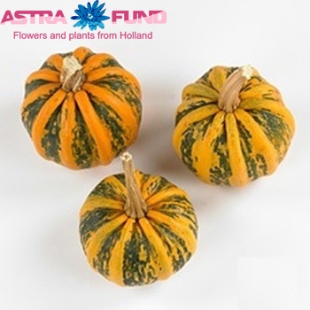 Cucurbita pepo 'Kamo-Kamo' photo