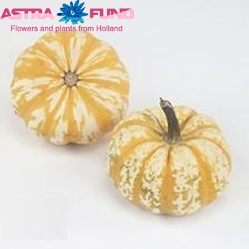 Cucurbita pepo 'Lil Pump-ke-mon' photo