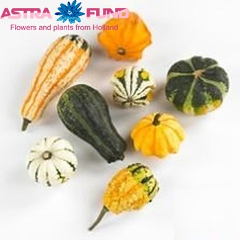 Cucurbita pepo Maya Mix photo