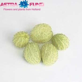Gomphocarpus fruticosus 'Moby Dick' per stuk photo