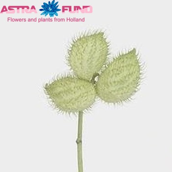 Gomphocarpus fruticosus 'Moby Dick' per tak foto