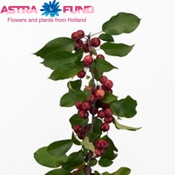 Malus per tak 'Magical Spirit' foto