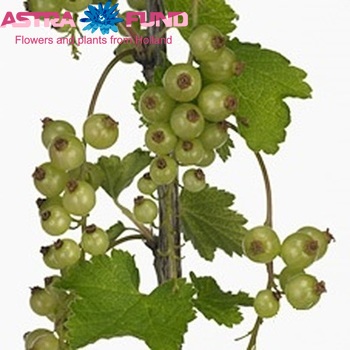 Ribes rubrum siervruchten per tak 'Rolan' foto