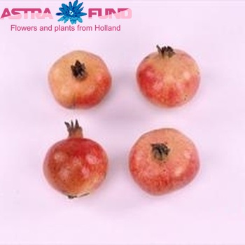 Siervruchten per stuk Punica granatum zdjęcie