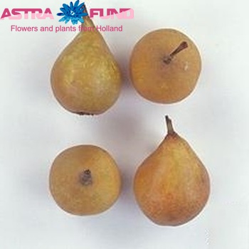 Siervruchten per stuk Pyrus communis zdjęcie