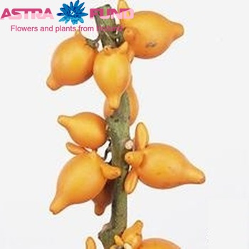 Siervruchten per stuk Solanum mamosum 'Pig Face' Foto