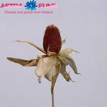 Siervruchten per tak Zea Mays 'Strawberry Corn' fotografija