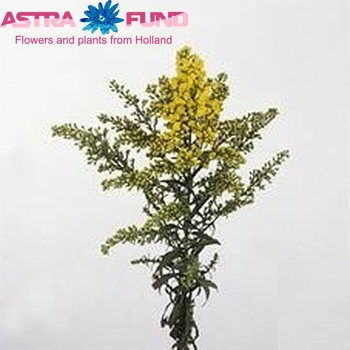 Solidago 'Astra' photo