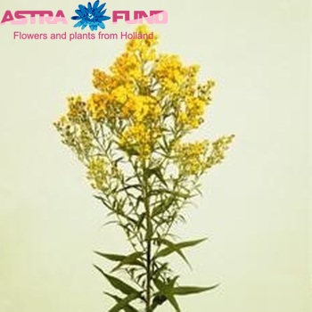 Solidago 'Citronella' photo