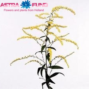 Solidago 'Early Sunrise' photo