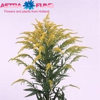 Solidago 'Golden Gate' photo