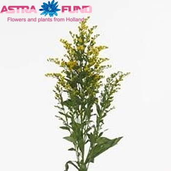 Solidago 'Golden Glory' photo