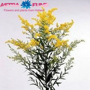 Solidago 'Golden Super' photo