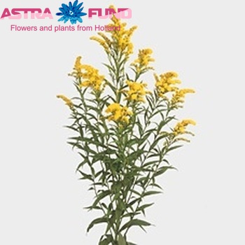 Solidago 'Golden Wings' photo