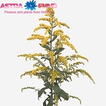 Solidago 'Goldwedel' photo