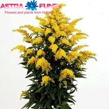 Solidago 'Junizon' photo