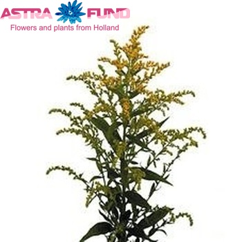 Solidago 'Kenya Gold' photo